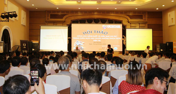 Nâng cao năng suất và hiệu quả chi phí trong chăn nuôi heo 