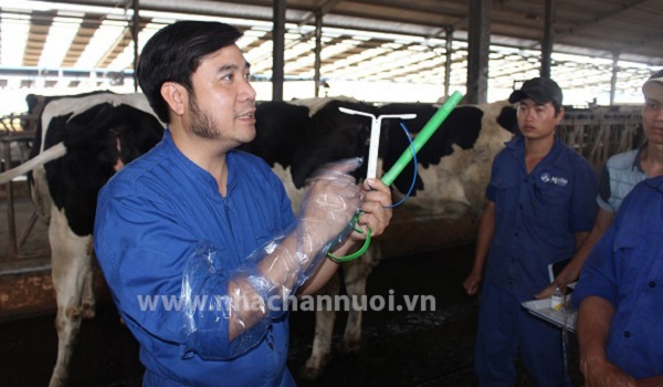 15 năm - Chặng đường làm chủ vòng sinh sản bò sữa!