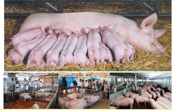 Thông báo triển khai chương trình giống gốc vật nuôi năm 2020