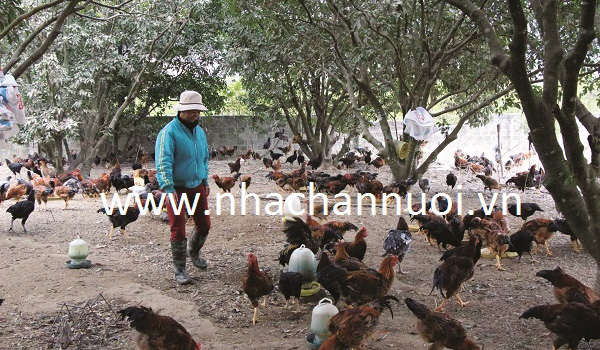 5-thu-phu-chan-nuoi-ga-doi-noi-tieng