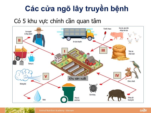 Thực hiện chăn nuôi an toàn sinh học là biện pháp hữu hiệu góp phần phát triển chăn nuôi bền vững