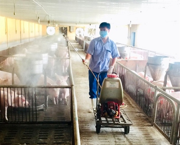 Cả nước có 911 HTX và 9.924 trang trại chăn nuôi lợn