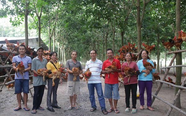 Câu chuyện về hành trình “Nam tiến” của gà giống Lượng Huệ