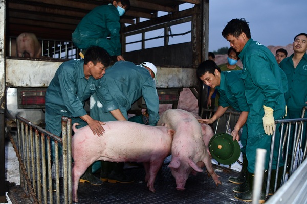 Thái Lan: Xuất khẩu lợn sống tăng gấp đôi