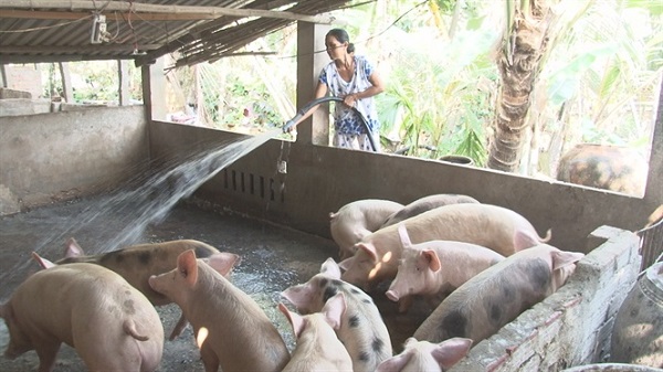 Heo hơi vượt mốc 5 triệu đồng/tạ, người nuôi rục rịch tái đàn