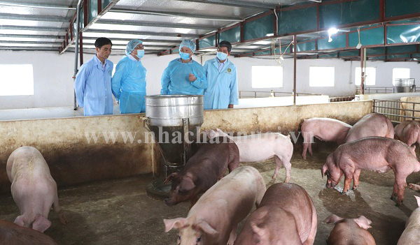 Hà Nội: Đẩy mạnh mọi biện pháp ngăn chặn bệnh Dịch tả lợn châu Phi