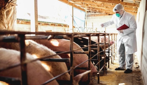 Rabobank: Dịch tả heo châu Phi đang làm thay đổi bức tranh protein toàn cầu