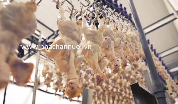 an-toan-thuc-pham-chan-nuoi-xu-the-bat-buoc