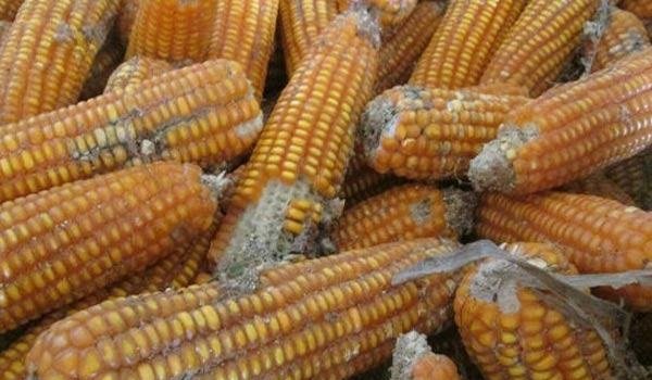 Ảnh hưởng độc tố deoxynivalenol (DON) đến năng suất của lợn thịt