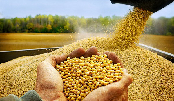 Bài toán “đếm cua trong lỗ” của người nông dân cũng chào thua nếu giá thức ăn chăn nuôi biến động