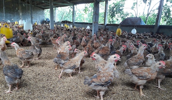 bao-dong-benh-viem-khop-ms-tren-ga