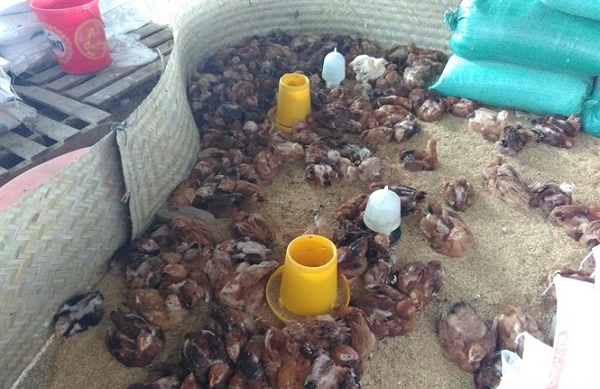 Báo động bệnh viêm khớp MS trên gà