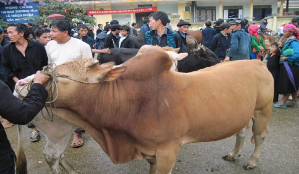 Bảo tồn giống bò vàng vùng cao nguyên đá