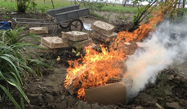 bat-giu-2100-gia-cam-khong-ro-nguon-goc-xuat-xu