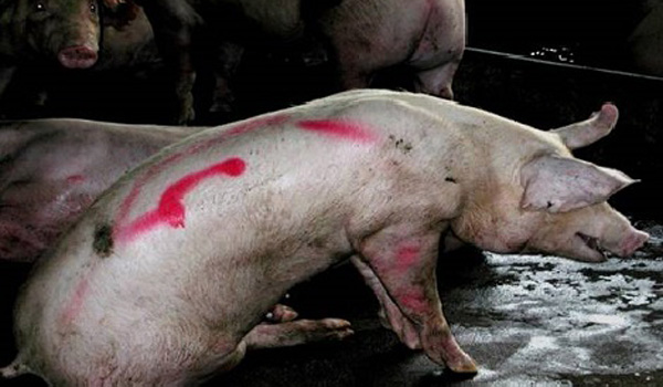 benh-viem-phoi-dia-phuong-nguyen-nhan-va-cach-phong-benh