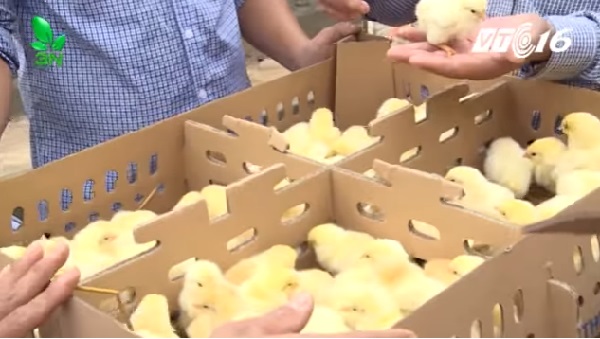 Một số giống gà có thể kháng với bệnh cúm gia cầm