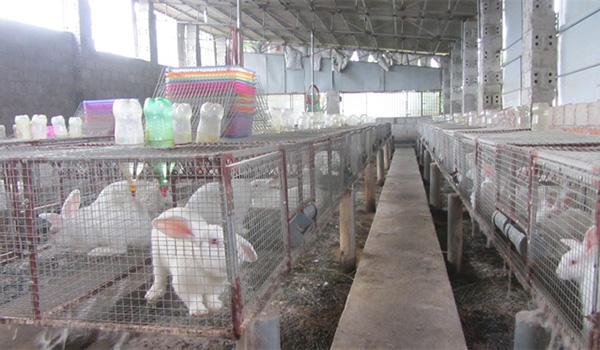 bi-quyet-nuoi-tho-sinh-san