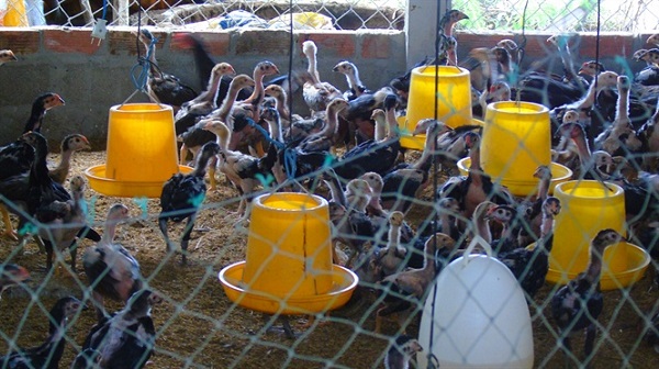 bi-quyet-thanh-cong-nuoi-ga-noi-lai-chan-tha-quy-mo-lon