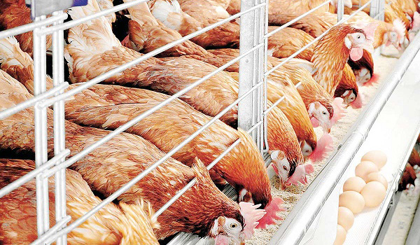 bieu-hien-thieu-dinh-duong-o-gia-cam