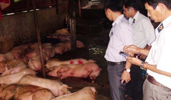 binh-dinh-xuat-cap-350-ngan-lieu-vac-xin-lmlm