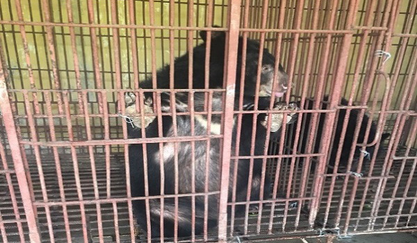 binh-duong-chuyen-giao-gau-ngua-cho-trung-tam-cuu-ho-dong-vat-hoang-da-tam-dao