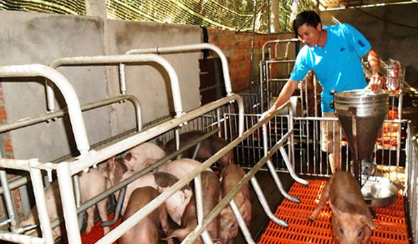 Tổ hợp tác chăn nuôi heo Phước Sang (Bình Dương): Đưa sản phẩm Vietgap đến người tiêu dùng