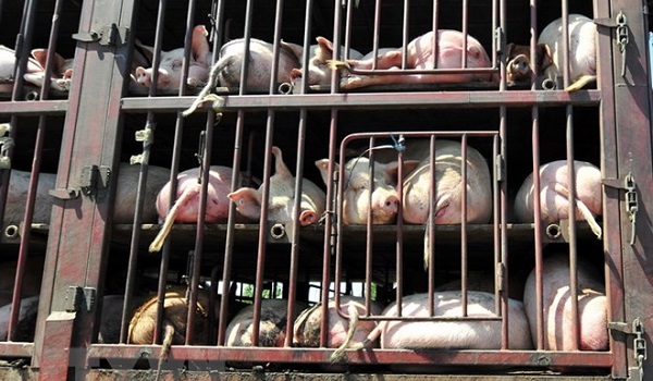 Bùng phát dịch cúm lợn châu Phi ở Romania, tiêu hủy 140.000 con