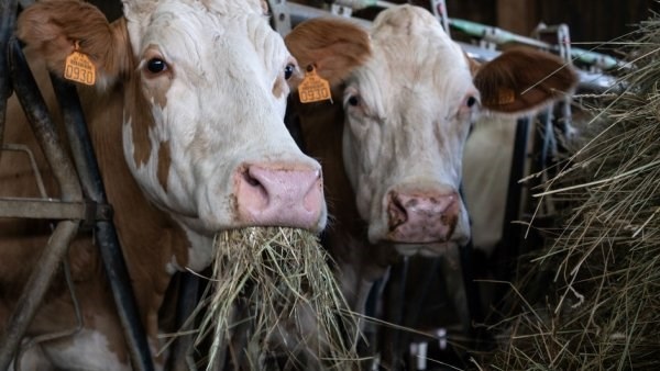 Bùng phát dịch bệnh than nghiêm trọng nhất trong 20 năm ở Pháp