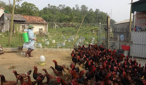 Cách nuôi gà thả vườn cho hiệu quả kinh tế cao