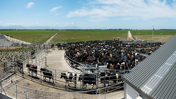 cai-gia-dat-do-cho-nganh-chan-nuoi-bo-sua-o-new-zealand