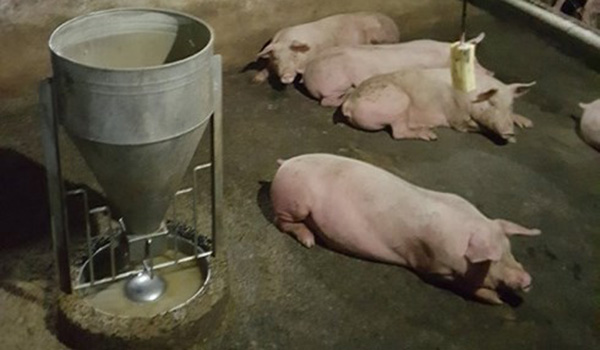 can-quy-dinh-han-ngach-cho-doanh-nghiep-fdi-nuoi-heo