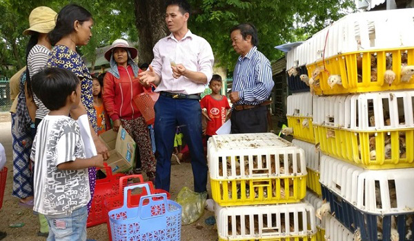 cap-phat-ga-giong-cho-nong-dan