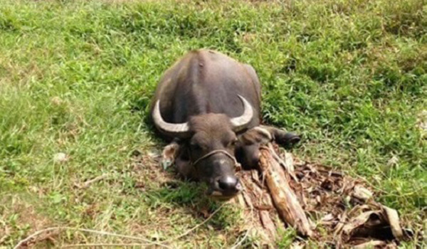 cat-dut-chan-dan-trau-thu-doan-tan-ac