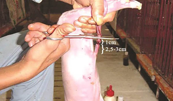 cham-soc-nai-de-dung-ky-thuat