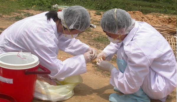 Chấn chỉnh công tác phòng, chống dịch bệnh động vật trên cạn