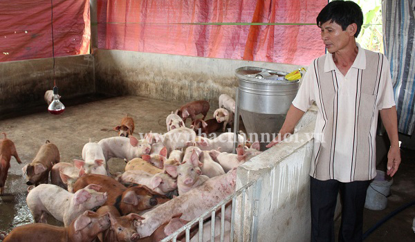 55,7% hợp tác xã chăn nuôi hoạt động chưa hiệu quả