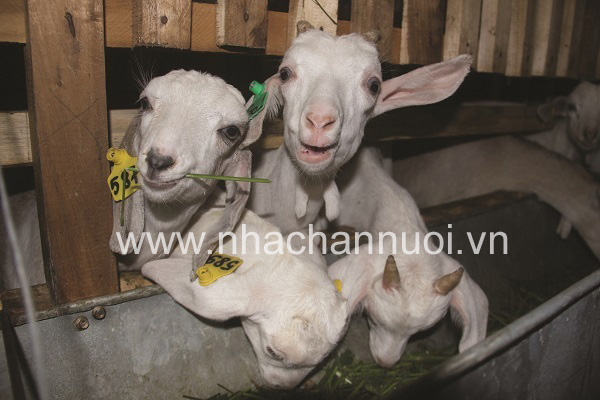 chan-nuoi-de-sua-can-thiet-phai-dau-tu