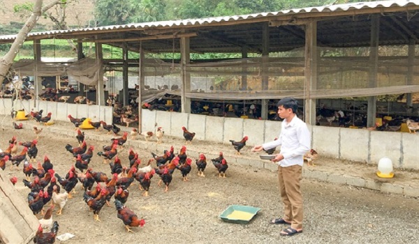 Công nghệ mới thúc đẩy chăn nuôi quy mô lớn