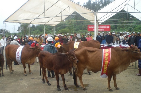 chan-nuoi-thich-ung-bien-doi-khi-hau-vung-nam-trung-bo
