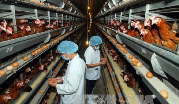 Chăn nuôi an toàn hướng tới xuất khẩu