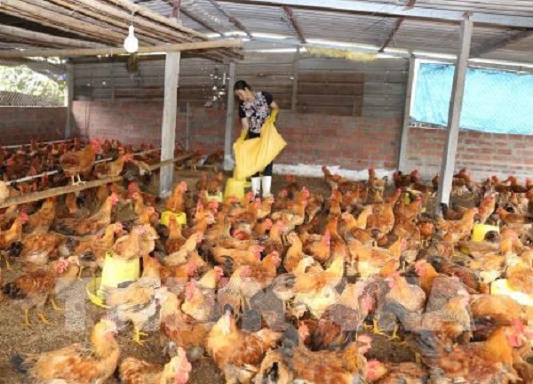 Chăn nuôi an toàn hướng tới xuất khẩu