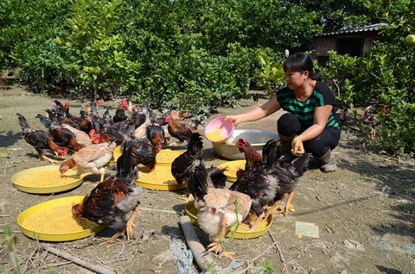 chan-nuoi-ve-voi-tu-nhien