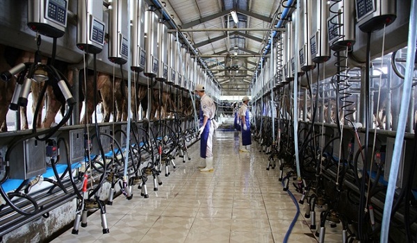 Chăn nuôi Việt Nam trước thềm Hiệp định CPTPP có hiệu lực