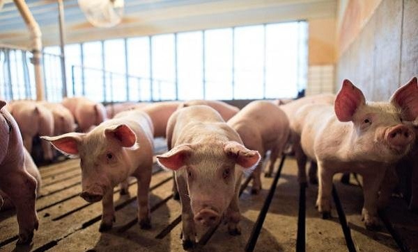 Chiến tranh thương mại gây xáo trộn dòng chảy nông sản toàn cầu