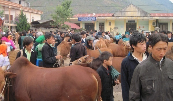 cho-bo-meo-vac-diem-nhan-tren-cao-nguyen-da-dong-van-cua-ha-giang