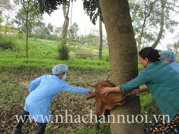chu-dong-phong-benh-lmlm-tren-gia-suc-dip-tet-va-mua-le-hoi