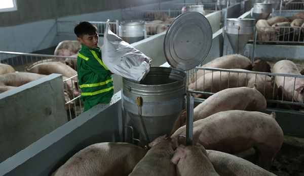 Chuyển dịch ngành chăn nuôi: Không để nông dân bị bỏ lại phía sau