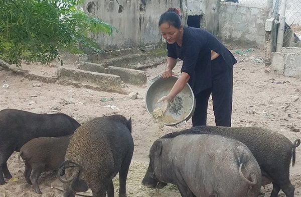 Chuyện người phụ nữ đưa heo rừng về nuôi ở vùng cát trắng