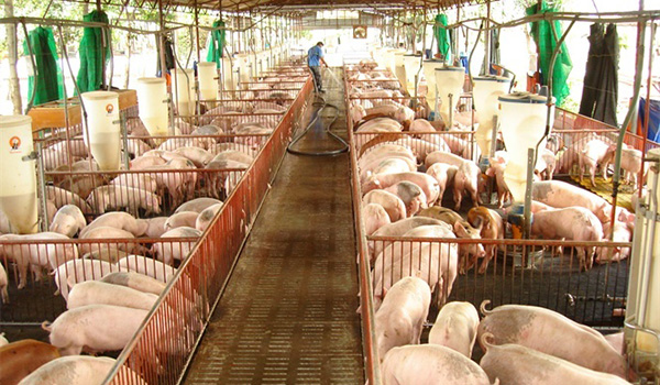 dan-lon-giam-5-4-gia-cam-tang-5-5-trong-thang-10