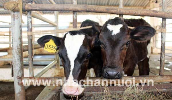 de-khoa-hoc-cong-nghe-thuc-su-la-chia-khoa-thanh-cong-cho-nganh-chan-nuoi